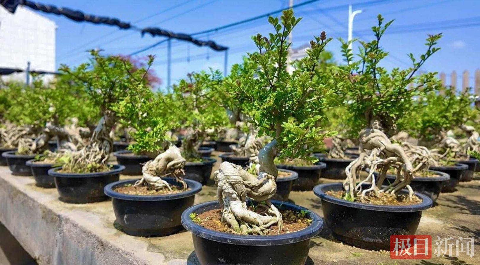 庭院经济 巾帼担当丨单场破百单、年销近80万！孝感庭院女主人掌上微盆景带火一个村