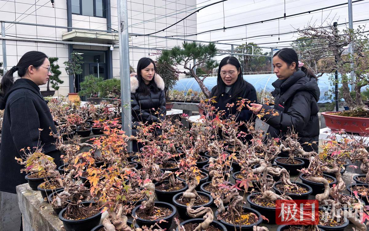 庭院经济 巾帼担当丨单场破百单、年销近80万！孝感庭院女主人掌上微盆景带火一个村